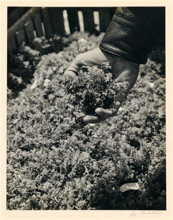 (KELP) Group of 26 well composed presentation photographs documenting the cultivation and harvesting of sea moss for Marine Growths I